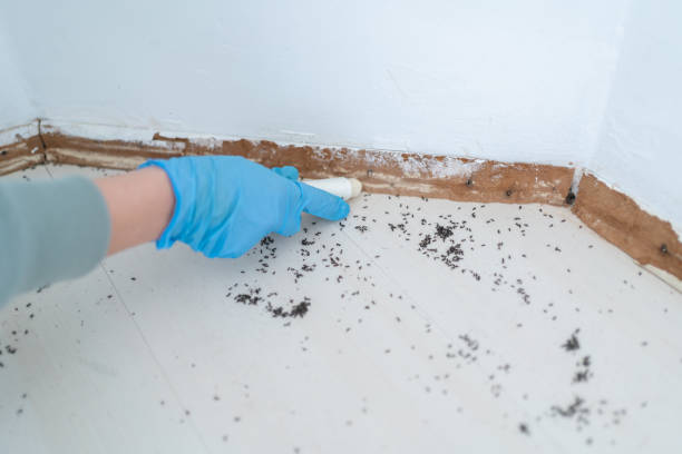 Best Real Estate Pest Inspections  in South Zanesville, OH